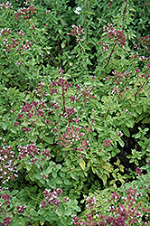 Humile Creeping Oregano (Origanum vulgare 'Humile') at Lakeshore Garden Centres