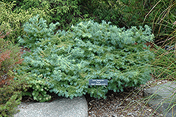 Dwarf Japanese Larch (Larix kaempferi 'Nana') at Lakeshore Garden Centres