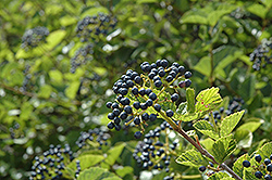 Chicago Lustre Viburnum (Viburnum dentatum 'Synnesvedt') at Peter Knippel Garden Centre