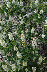 September Beauty Summersweet (Clethra alnifolia 'September Beauty') at Lakeshore Garden Centres