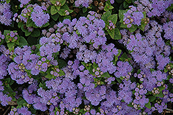 Aloha Blue Flossflower (Ageratum 'Aloha Blue') at Golden Acre Home & Garden