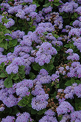 Diamond Blue Flossflower (Ageratum 'Diamond Blue') at Lakeshore Garden Centres