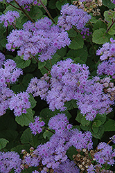 Blue Mink Flossflower (Ageratum 'Blue Mink') at Lakeshore Garden Centres
