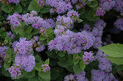 Fields Blue Flossflower (Ageratum 'Fields Blue') at Lakeshore Garden Centres
