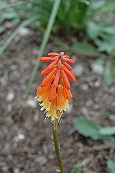 Elvira Torchlily (Kniphofia 'Elvira') at Lakeshore Garden Centres