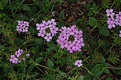 Seabrook's Lavender Verbena (Verbena 'Seabrook's Lavender') at Lakeshore Garden Centres
