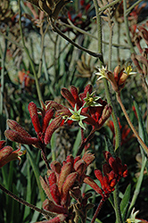 Ruby Velvet Kangaroo Paw (Anigozanthos 'Ruby Velvet') at Lakeshore Garden Centres