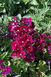 Lanai Royal Purple with Eye Verbena (Verbena 'Lanai Royal Purple with Eye') at Lakeshore Garden Centres