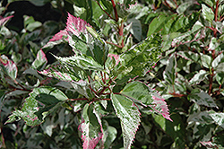 Tricolor Variegated Hibiscus (Hibiscus rosa-sinensis 'Tricolor') at Lakeshore Garden Centres