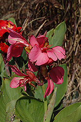 Tropical Rose Canna (Canna 'Tropical Rose') at Lakeshore Garden Centres