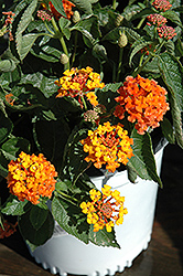 Bandito Orange Sunrise Lantana (Lantana camara 'Bandito Orange Sunrise') at Lakeshore Garden Centres