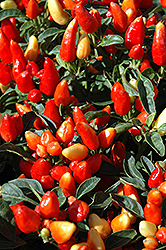 Cappa Red Ornamental Pepper (Capsicum annuum 'Cappa Red') at A Very Successful Garden Center