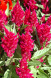 Glow Carmine Celosia (Celosia 'Glow Carmine') at Lakeshore Garden Centres