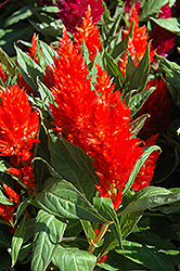 Glow Red Celosia (Celosia 'Glow Red') at Lakeshore Garden Centres