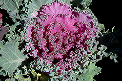 Pink Kale (Brassica oleracea var. acephala 'Pink') at Lakeshore Garden Centres