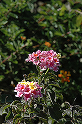 Mozelle Lantana (Lantana camara 'Mozelle') at Lakeshore Garden Centres