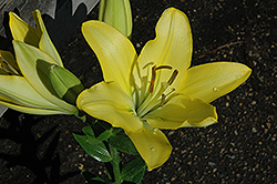 Freya Lily (Lilium 'Freya') at Lakeshore Garden Centres