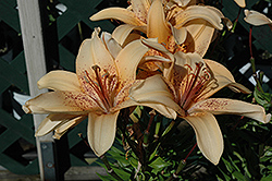 4 You Lily (Lilium '4 You') at Lakeshore Garden Centres