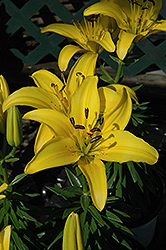 Fancy Joy Lily (Lilium 'Fancy Joy') at Lakeshore Garden Centres