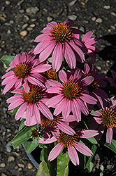 Mistral Coneflower (Echinacea purpurea 'Mistral') at Lakeshore Garden Centres