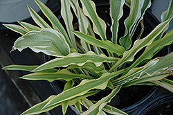 Alakazaam Hosta (Hosta 'Alakazaam') at Lakeshore Garden Centres