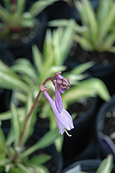 Cherry Tomato Hosta (Hosta 'Cherry Tomato') at Lakeshore Garden Centres