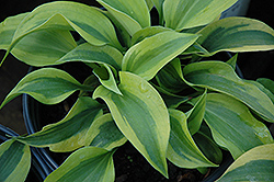 Goodness Gracious Hosta (Hosta 'Goodness Gracious') at Lakeshore Garden Centres