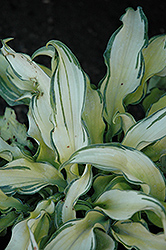 Ripple Effect Hosta (Hosta 'Ripple Effect') at Lakeshore Garden Centres