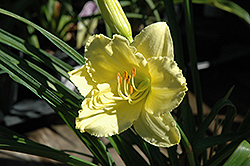 Omomuki Daylily (Hemerocallis 'Omomuki') at Lakeshore Garden Centres