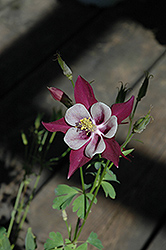 Songbird Nightingale Columbine (Aquilegia 'Nightingale') at Lakeshore Garden Centres