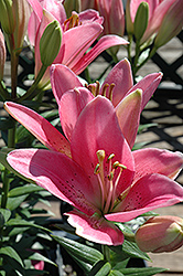 Turandot Lily (Lilium 'Turandot') at Lakeshore Garden Centres