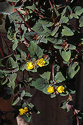 Persian Chocolate Loosestrife (Lysimachia congestiflora 'Persian Chocolate') at Lakeshore Garden Centres