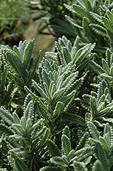 French Lavender (Lavandula dentata) at Lakeshore Garden Centres