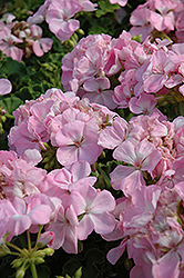 Designer Light Pink Geranium (Pelargonium 'Designer Light Pink') at Lakeshore Garden Centres
