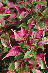 Tricolor Alternanthera (Alternanthera 'Tricolor') at Lakeshore Garden Centres
