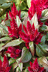 Kosmo Purple Red Celosia (Celosia 'Kosmo Purple Red') at Lakeshore Garden Centres