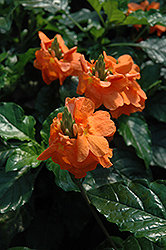 Sundance Firecracker Plant (Crossandra infundibuliformis 'Sundance') at Lakeshore Garden Centres