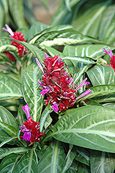 Maracas Brazilian Fireworks (Porphyrocoma pohliana 'Maracas') at Lakeshore Garden Centres