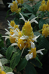 Golden Shrimp Plant (Pachystachys lutea) at Lakeshore Garden Centres