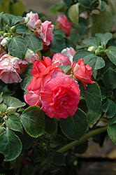 Fiesta Salmon Double Impatiens (Impatiens 'Fiesta Salmon') at Lakeshore Garden Centres