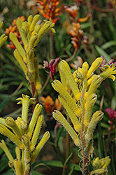 Kanga Yellow Kangaroo Paw (Anigozanthos 'Kanga Yellow') at Lakeshore Garden Centres