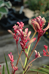 Kanga Burgundy Kangaroo Paw (Anigozanthos 'Kanga Burgundy') at Lakeshore Garden Centres