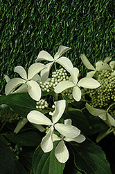 Great Star Hydrangea (Hydrangea paniculata 'Le Vasterival') at Lakeshore Garden Centres