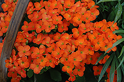 Sarah Kalanchoe (Kalanchoe 'Sarah') at Lakeshore Garden Centres