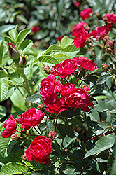 Northern Accents Sigrid Rose (Rosa 'Sigrid') at Lakeshore Garden Centres