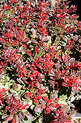 Bagatelle Japanese Barberry (Berberis thunbergii 'Bagatelle') at Lakeshore Garden Centres