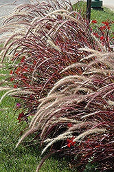 Fireworks Fountain Grass (Pennisetum setaceum 'Fireworks') at A Very Successful Garden Center
