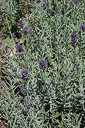 Oxford Gem Lavender (Lavandula angustifolia 'Oxford Gem') at Lakeshore Garden Centres
