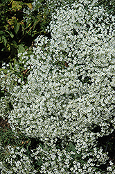 Flowering Spurge (Euphorbia corollata) at A Very Successful Garden Center
