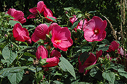 Pink Clouds Hibiscus (Hibiscus moscheutos 'Pink Clouds') at Lakeshore Garden Centres